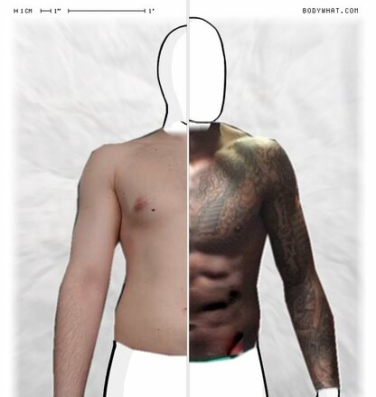 Torso Comparison