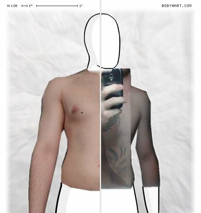 Torso Comparison