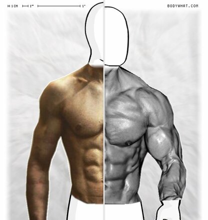 Torso Comparison