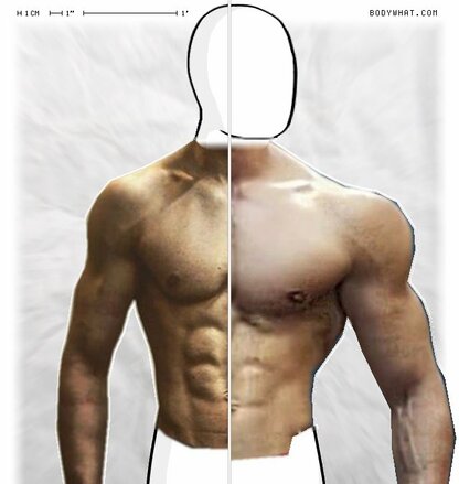 Torso Comparison