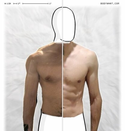 Torso Comparison