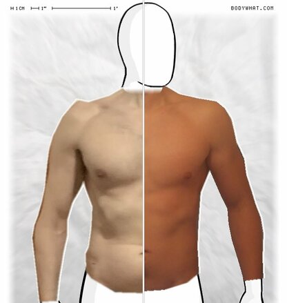 Torso Comparison