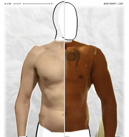 Torso Comparison