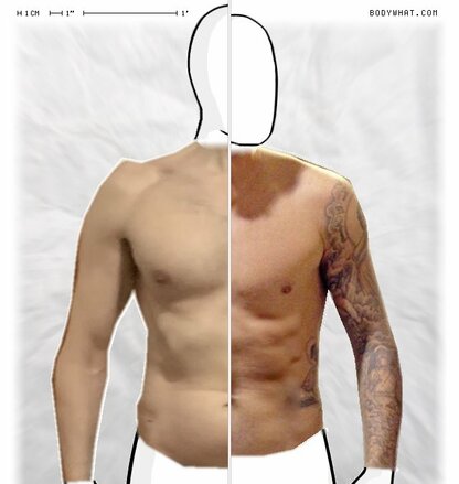 Torso Comparison