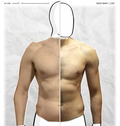 Torso Comparison