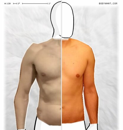 Torso Comparison