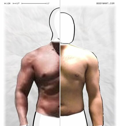 Torso Comparison