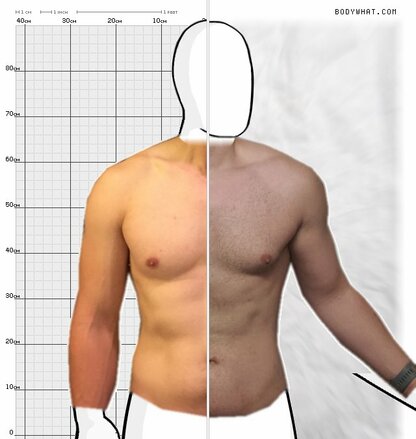 Torso Comparison