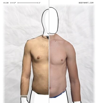 Torso Comparison
