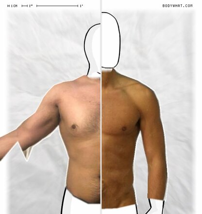 Torso Comparison