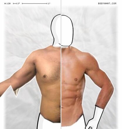 Torso Comparison