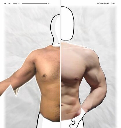 Torso Comparison