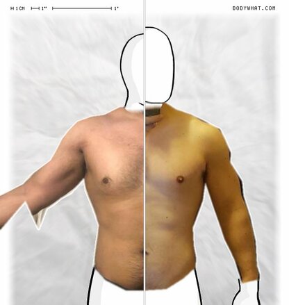 Torso Comparison