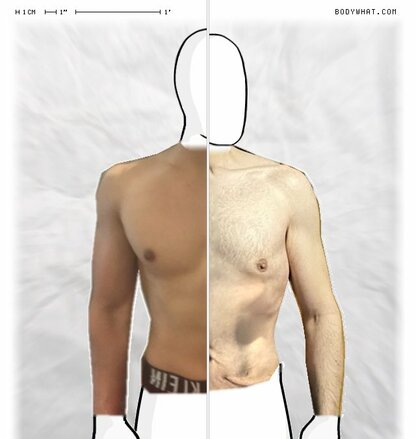 Torso Comparison