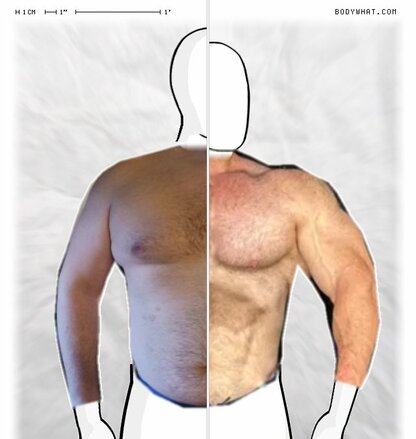 Torso Comparison