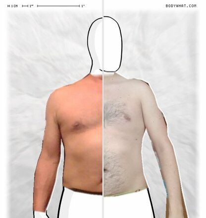 Torso Comparison