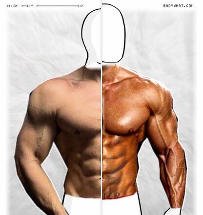 Torso Comparison