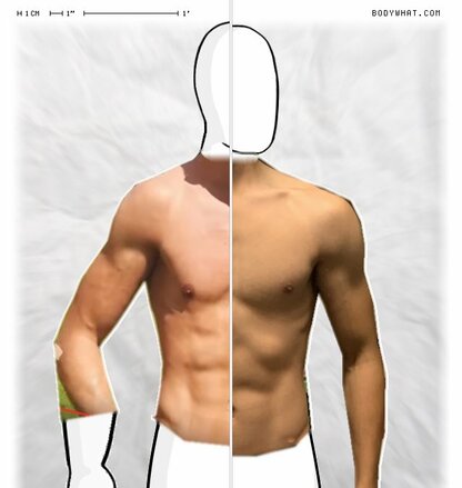 Torso Comparison