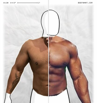 Torso Comparison