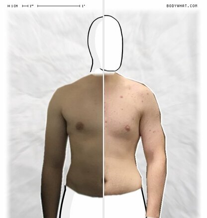 Torso Comparison