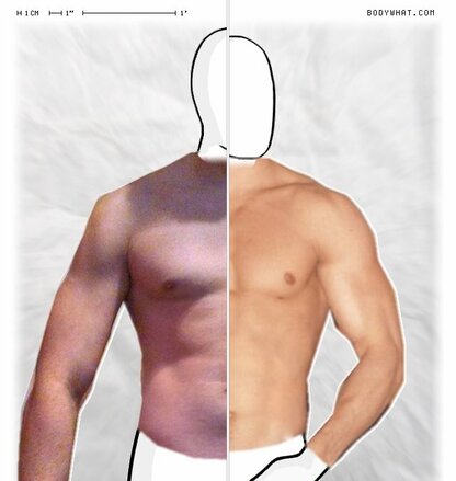 Torso Comparison