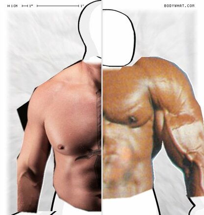 Torso Comparison