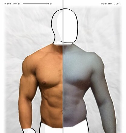 Torso Comparison