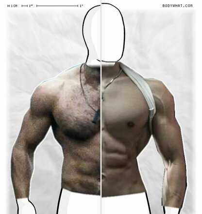 Torso Comparison