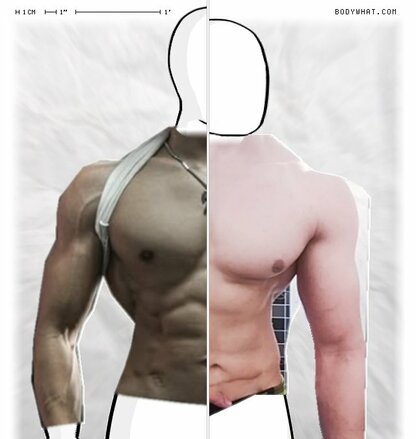 Torso Comparison