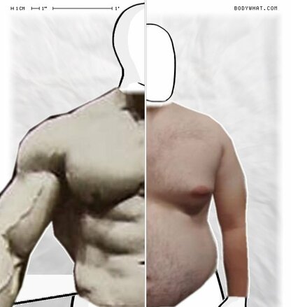 Torso Comparison