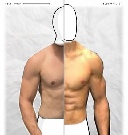 Torso Comparison