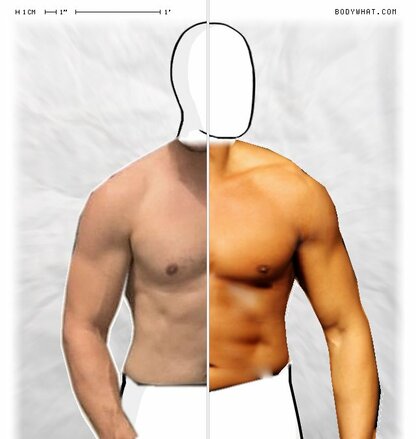Torso Comparison