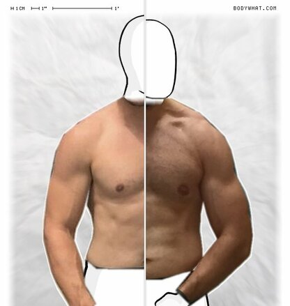 Torso Comparison
