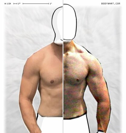 Torso Comparison
