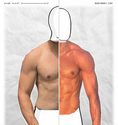 Torso Comparison
