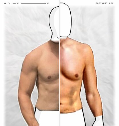 Torso Comparison