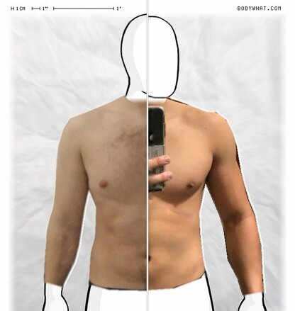 Torso Comparison