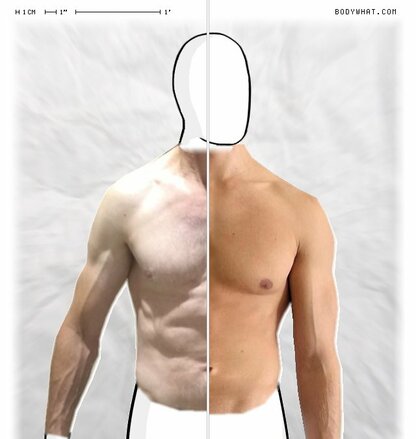 Torso Comparison