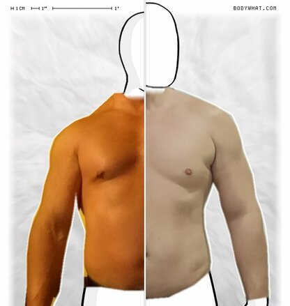 Torso Comparison