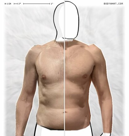 Torso Comparison