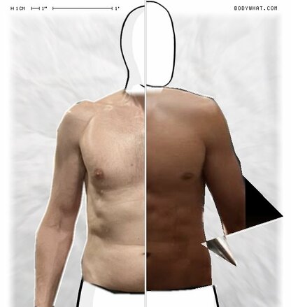 Torso Comparison