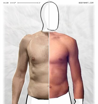 Torso Comparison