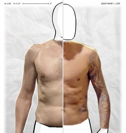 Torso Comparison