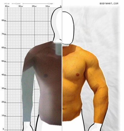 Torso Comparison