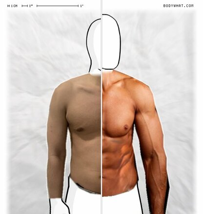 Torso Comparison