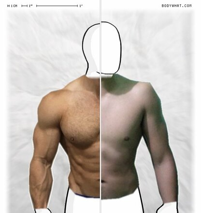 Torso Comparison