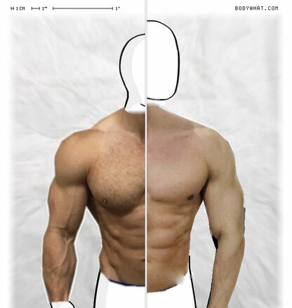 Torso Comparison