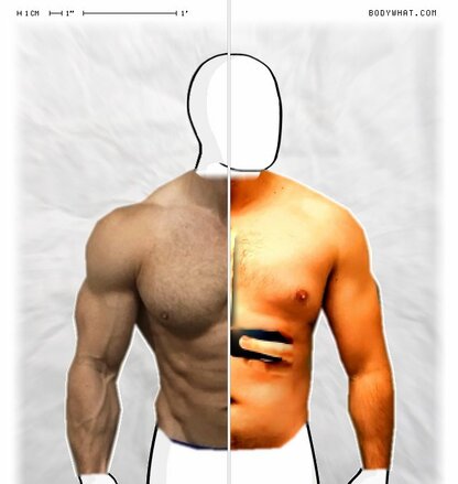 Torso Comparison