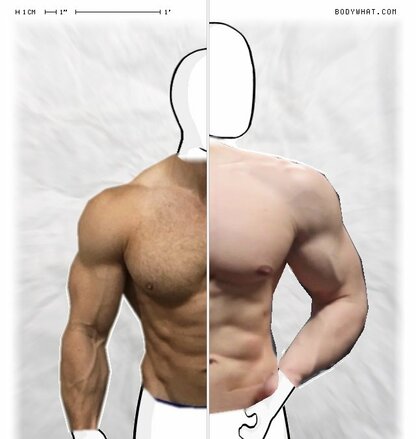 Torso Comparison