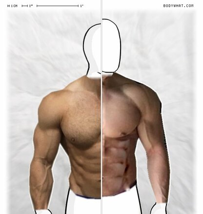 Torso Comparison